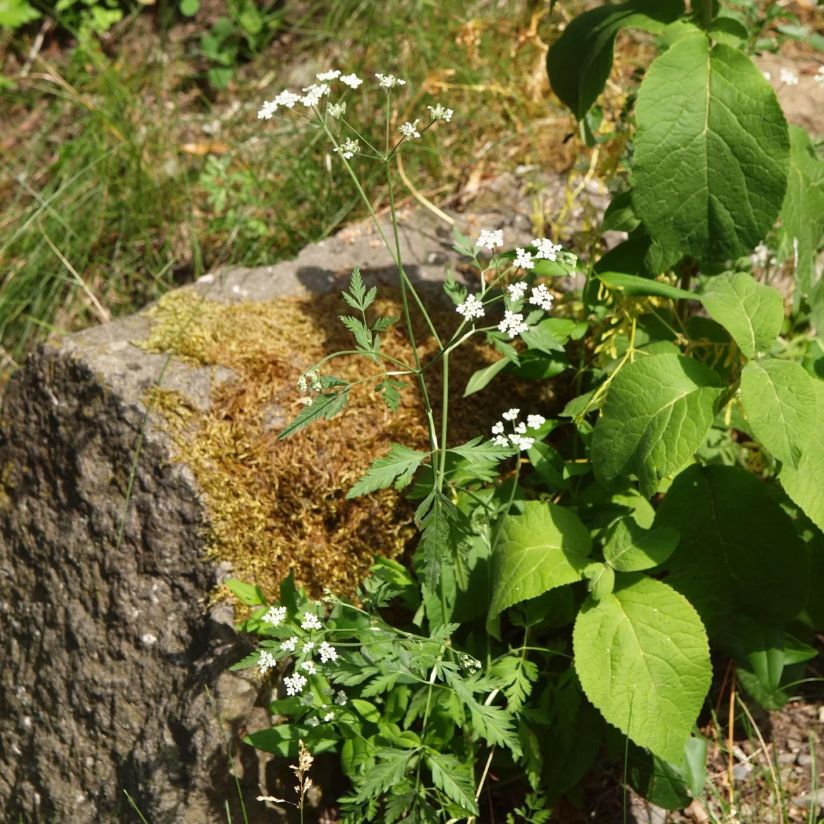 Tořice rolní. Pořízeno 22.06.2019 16:06 - František Matoušek