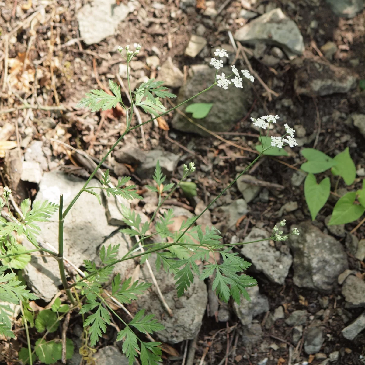 Tořice rolní. Pořízeno 22.06.2019 16:06 - František Matoušek