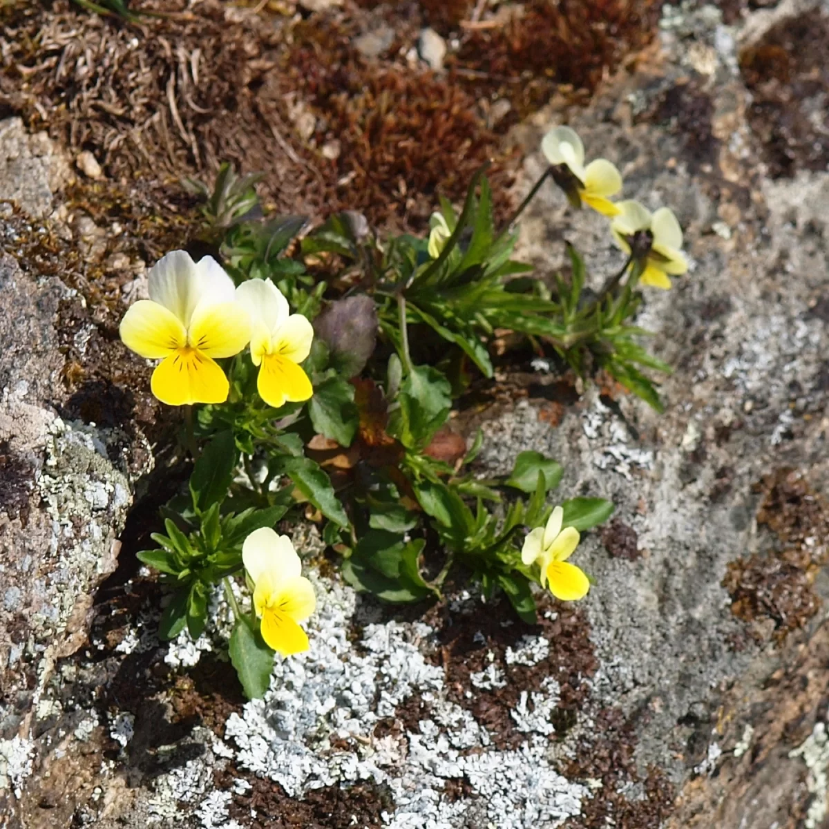 Violka trojbarevná. Pořízeno 06.04.2015 18:04 - František Matoušek