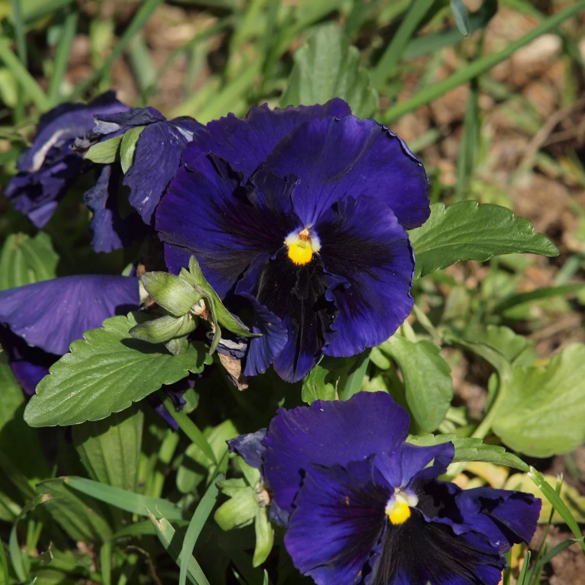 Violka zahradní (Maceška). Pořízeno 27.04.2014 18:04 - František Matoušek