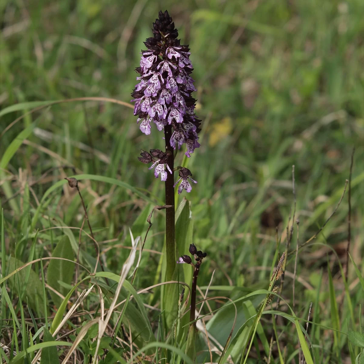 Vstavač osmahlý. Pořízeno 10.05.2015 17:05 - František Matoušek