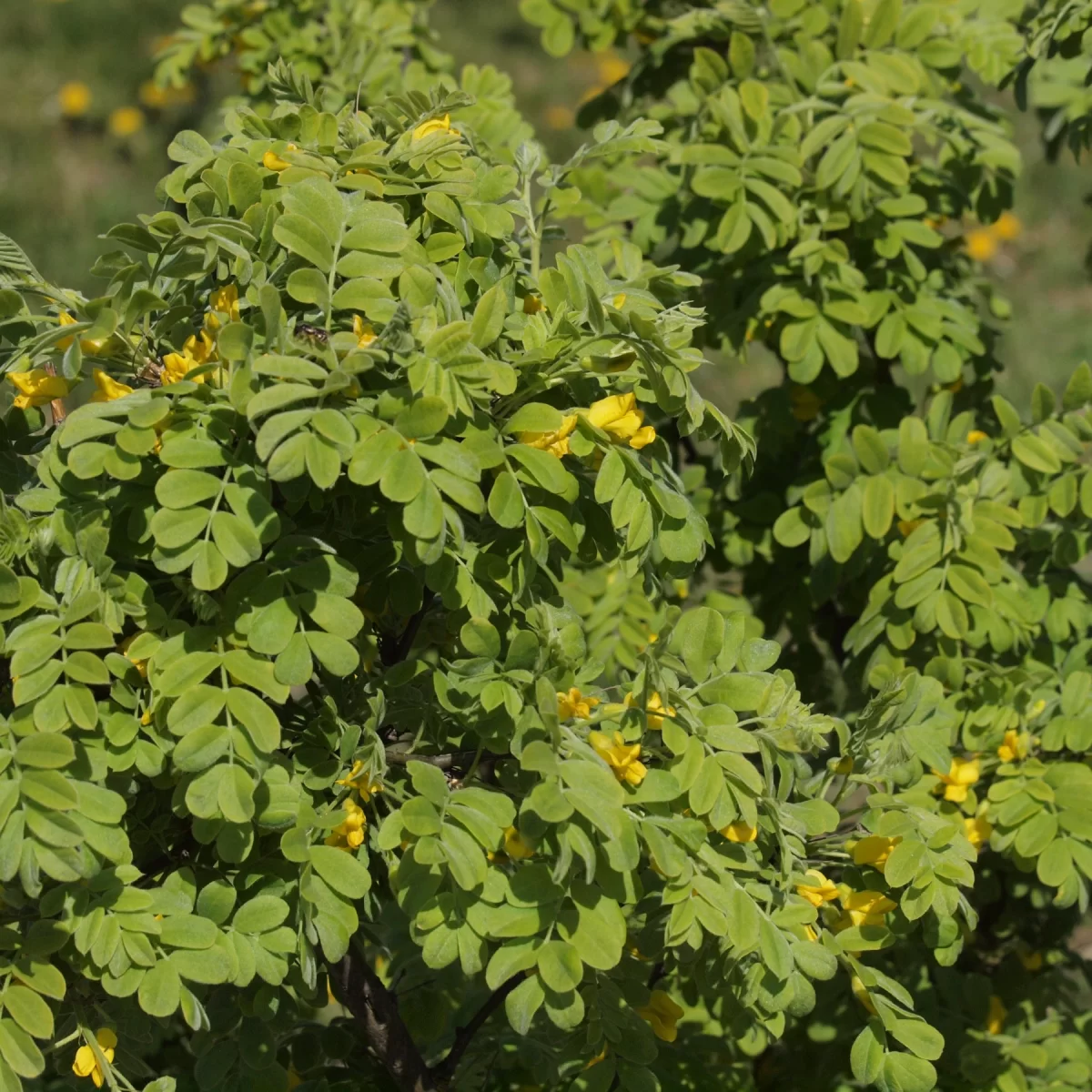 Žanovec měchýřník. Pořízeno 20.04.2019 17:04 - František Matoušek