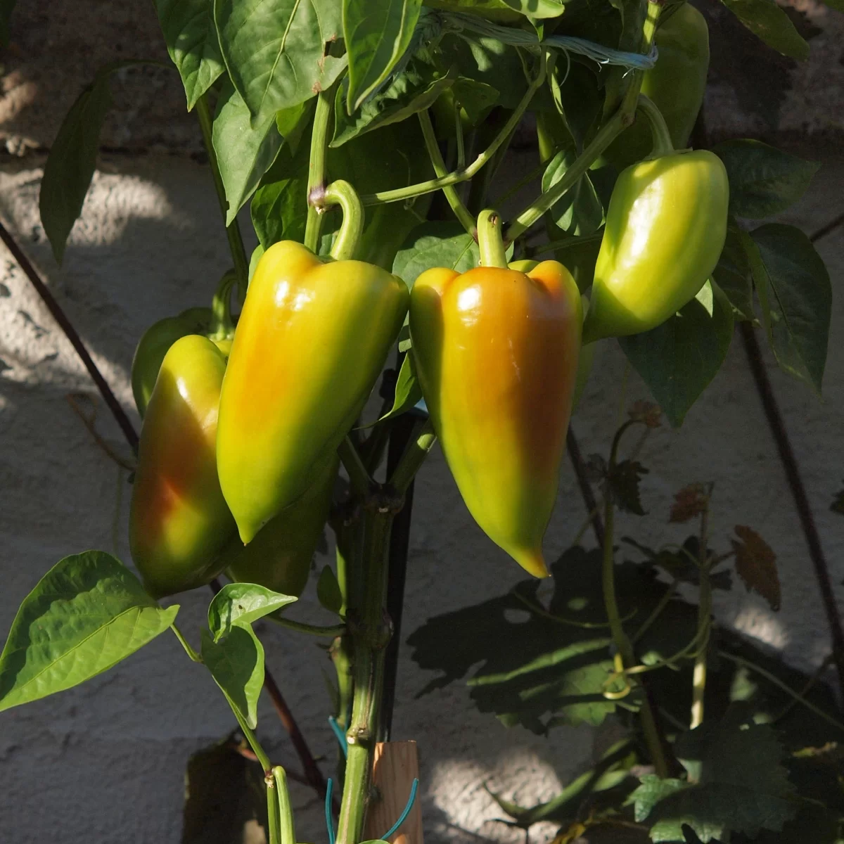 Paprika setá. Pořízeno 09.08.2022 20:08 - František Matoušek