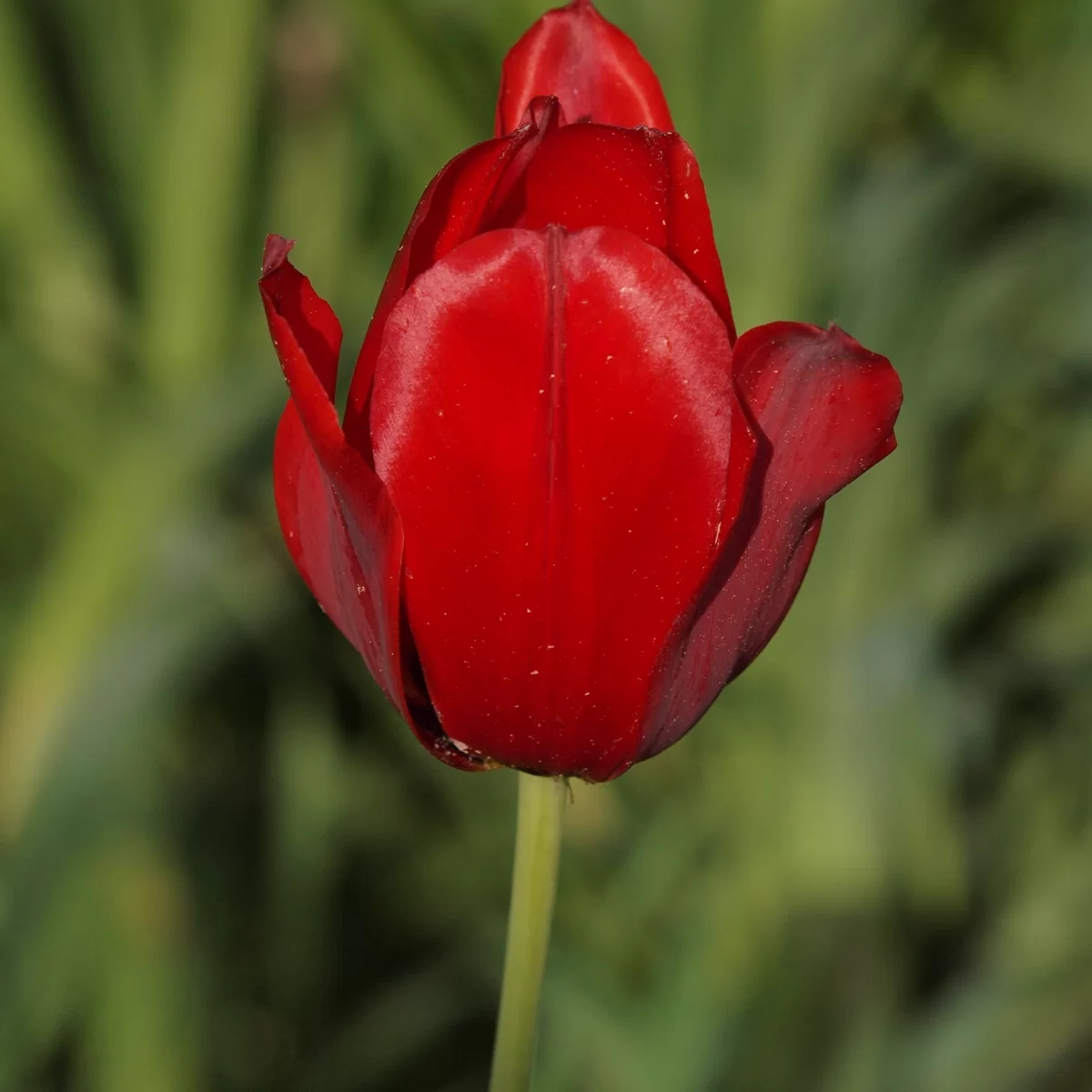Tulipán zahradní. Pořízeno 19.05.2022 21:05 - František Matoušek