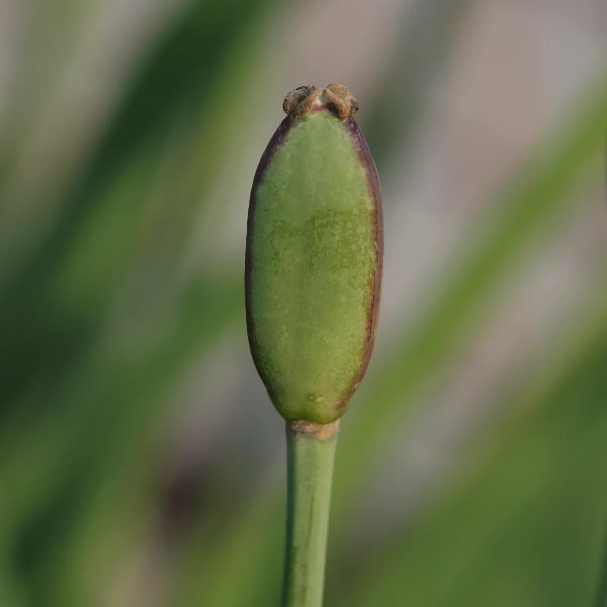 Tulipán zahradní. Pořízeno 05.06.2022 20:06 - František Matoušek