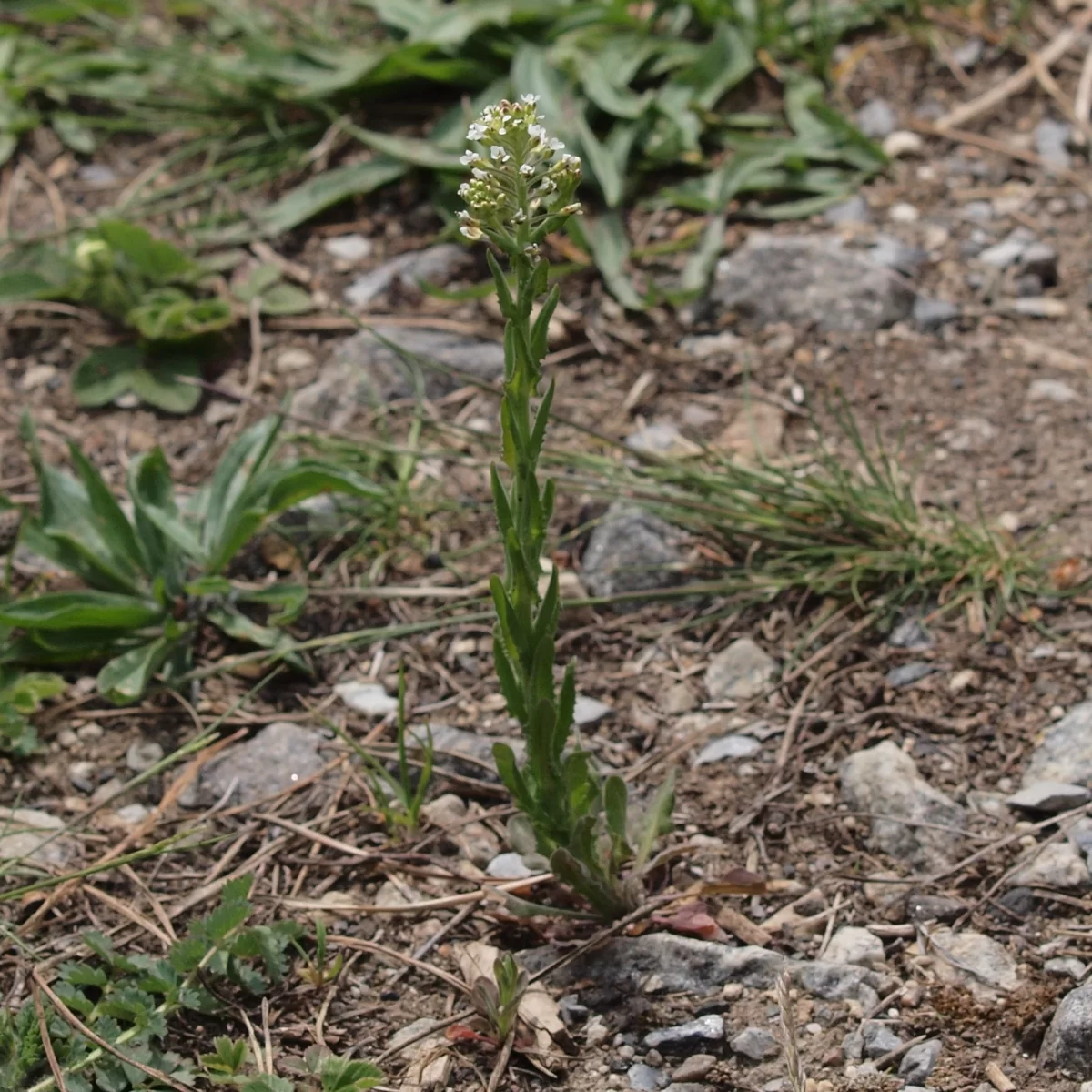 Řeřicha chlumní (Řeřicha ladní). Pořízeno 01.05.2022 19:05 - František Matoušek