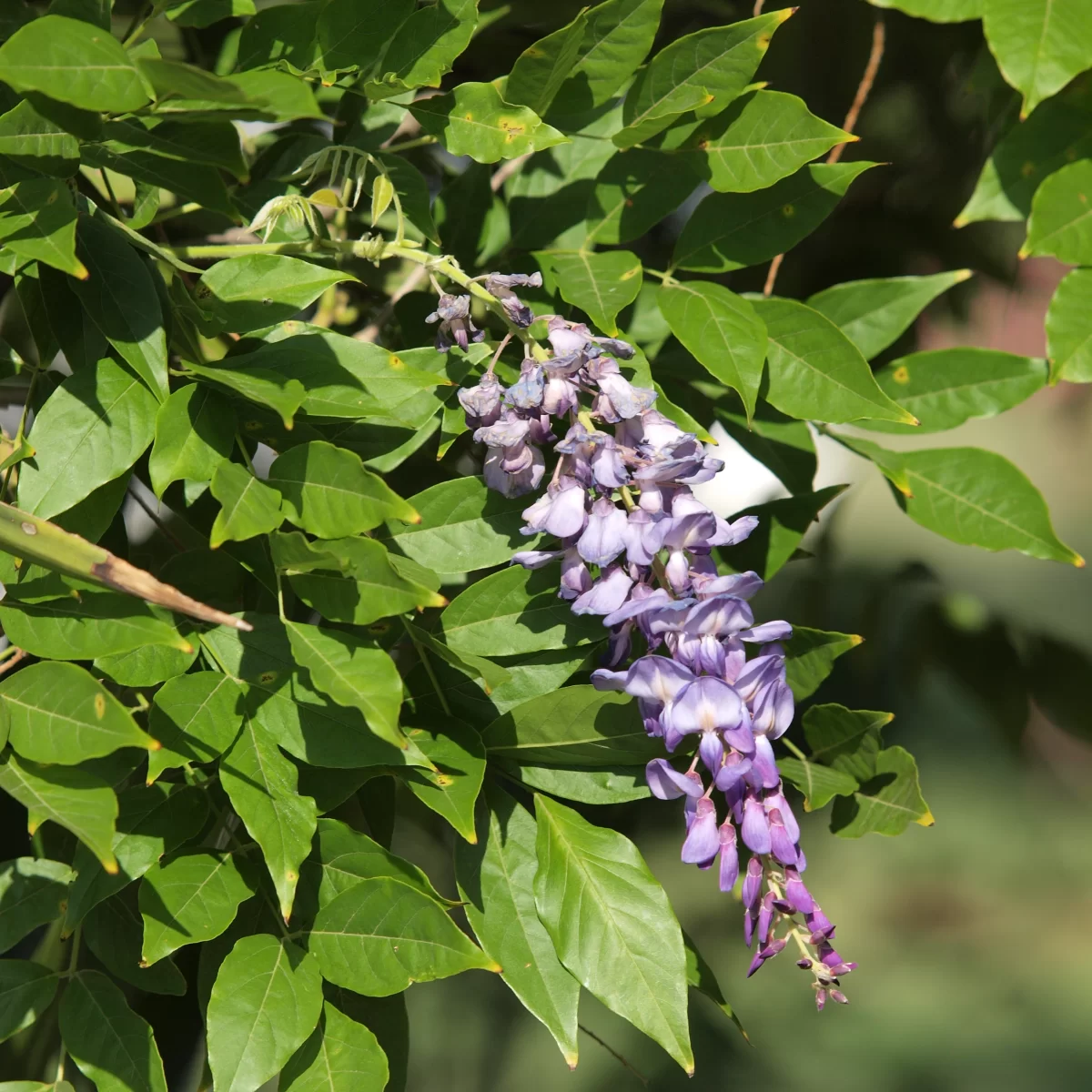 Vistárie čínská. Pořízeno 30.06.2015 14:06 - František Matoušek